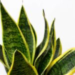 Língua de sogra se multiplica com facilidade e encanta jardineiros iniciantes