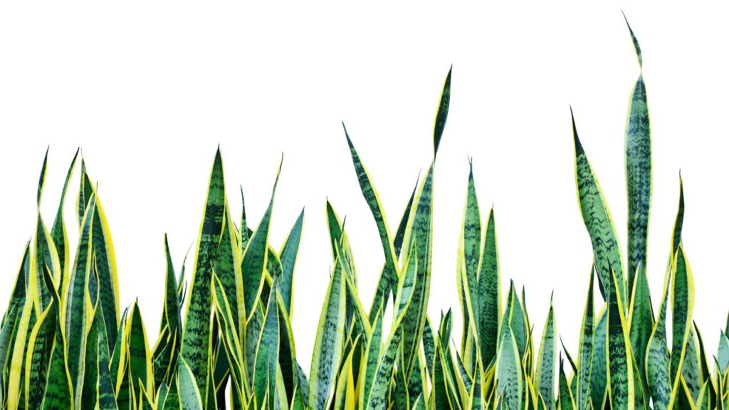 Língua de sogra se multiplica com facilidade e encanta jardineiros iniciantes