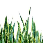 Língua de sogra se multiplica com facilidade e encanta jardineiros iniciantes