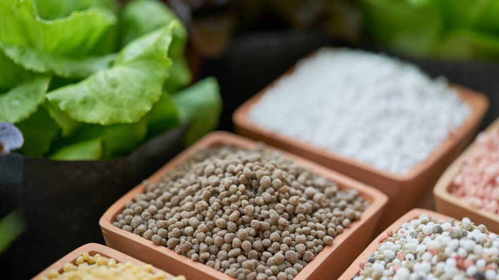 Quais sementes ricas em cálcio você deve adicionar na sua dieta segundo um nutricionista