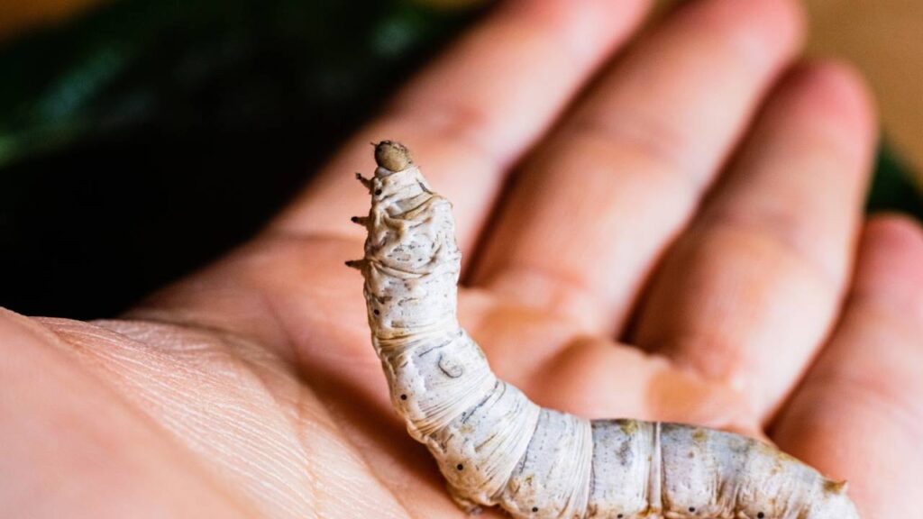 Esse tecido é produzido por um inseto e é símbolo de elegância há séculos