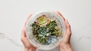 Cobertura para vaso de suculentas em crochê traz charme e cor à decoração