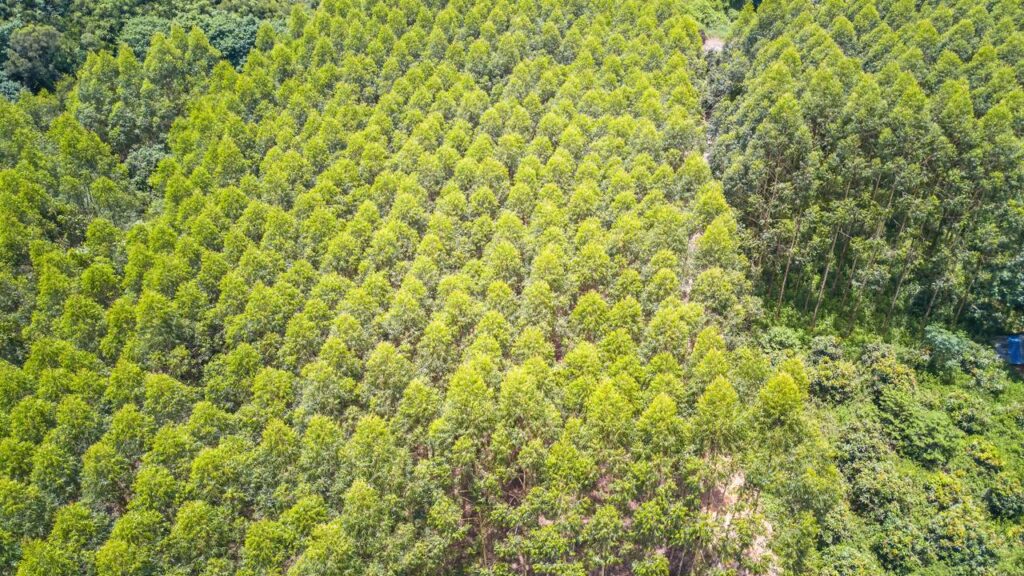 O que o amor por dias ensolarados revela sobre sua personalidade