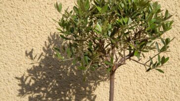 O segredo das frutas no vaso está nessas espécies que poucos conhecem