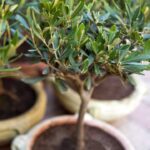 O segredo das frutas no vaso está nessas espécies que poucos conhecem