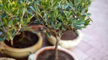 O segredo das frutas no vaso está nessas espécies que poucos conhecem