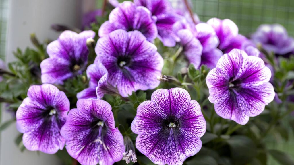 Plante isso na sua varanda e prepare se para a explosão de cores