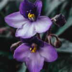 Plante isso na sua varanda e prepare se para a explosão de cores