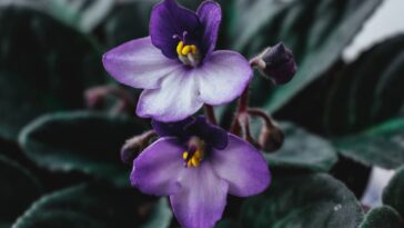 Plante isso na sua varanda e prepare se para a explosão de cores