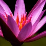5 cuidados simples para fazer sua vitória-régia florescer