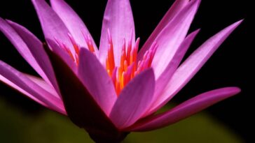 5 cuidados simples para fazer sua vitória-régia florescer