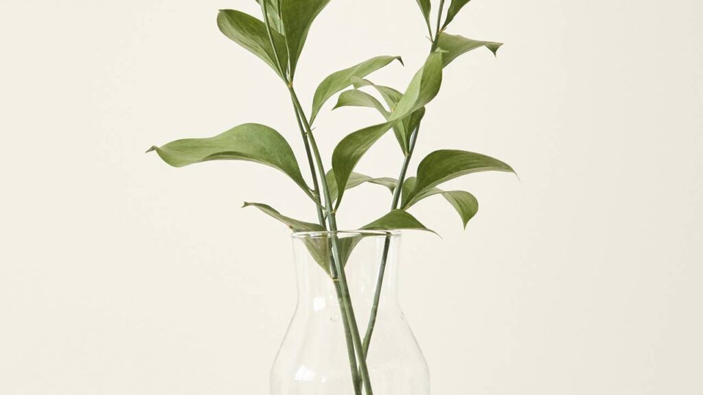 A planta mais prática e bonita que cultivei dentro de casa só com água