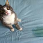 Quem convive com felinos sabe: o cheiro de xixi de gato é um dos mais difíceis de eliminar - Créditos: depositphotos.com / dariakulkova.gmail.com