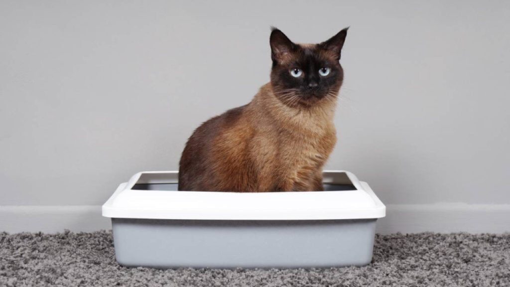 A urina felina contém ácido úrico, substância que adere com facilidade às superfícies e resiste à limpeza comum – Créditos: depositphotos.com / buecax