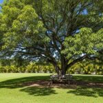 Árvores nativas de sombra limpa, como o oiti e o ipê, trazem frescor e praticidade para o jardim brasileiro