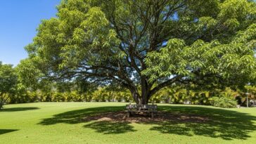 Árvores nativas de sombra limpa, como o oiti e o ipê, trazem frescor e praticidade para o jardim brasileiro
