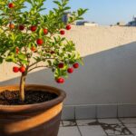 A árvore perfeita para casas pequenas: não levanta o piso e ainda dá frutos no verão