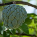 Essas plantas frutíferas são fáceis de plantar mesmo em ambientes pequenos e super saborosas / Créditos: depositphotos.com / sorsillo