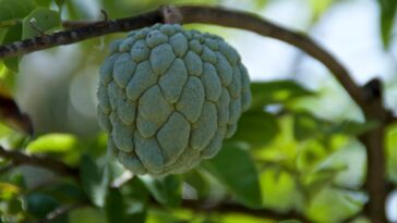 Essas plantas frutíferas são fáceis de plantar mesmo em ambientes pequenos e super saborosas / Créditos: depositphotos.com / sorsillo