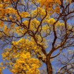 A lista das árvores que todo mundo quer plantar para fugir do calorão - Créditos: depositphotos.com / AngelaMacario