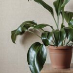 Essa planta é a melhor opção para quem quer verde dentro de casa sem esforço