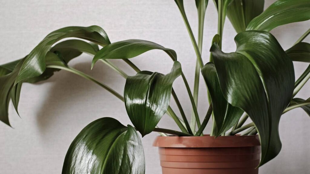 Essa planta é a melhor opção para quem quer verde dentro de casa sem esforço