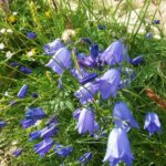 Estas plantas aumentam os mosquitos no jardim e quase ninguém sabe