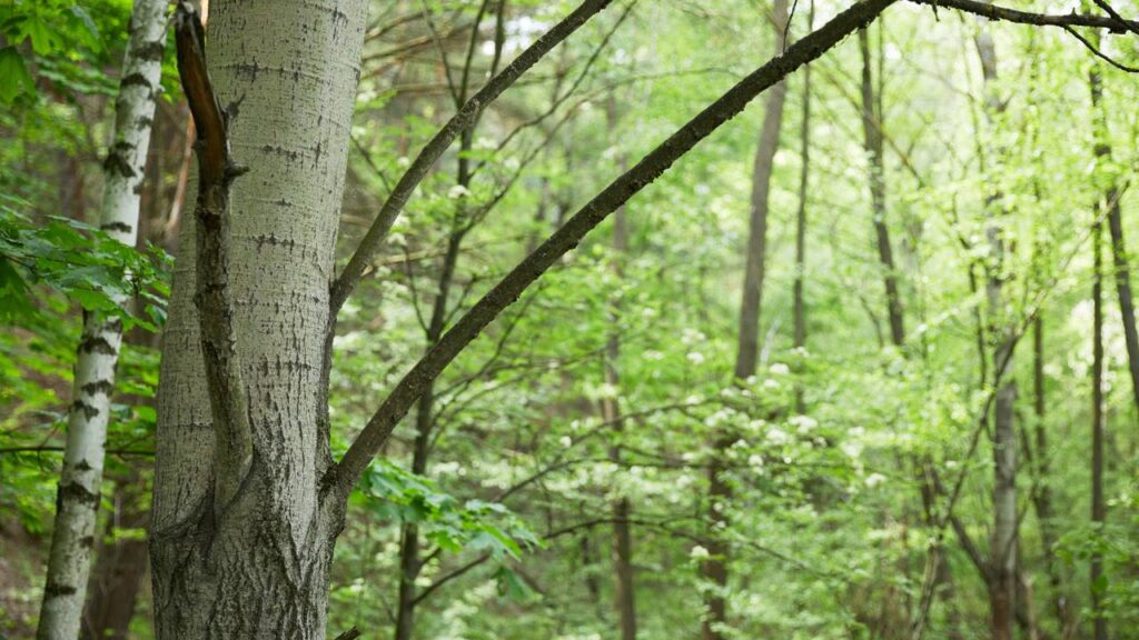 As árvores que você nunca deveria plantar perto de casa - Créditos: depositphotos.com / AntonMatyukha