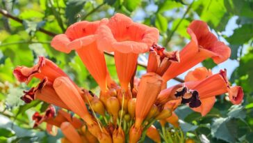 A planta perfeita para quem quer cor, sombra e pouco trabalho