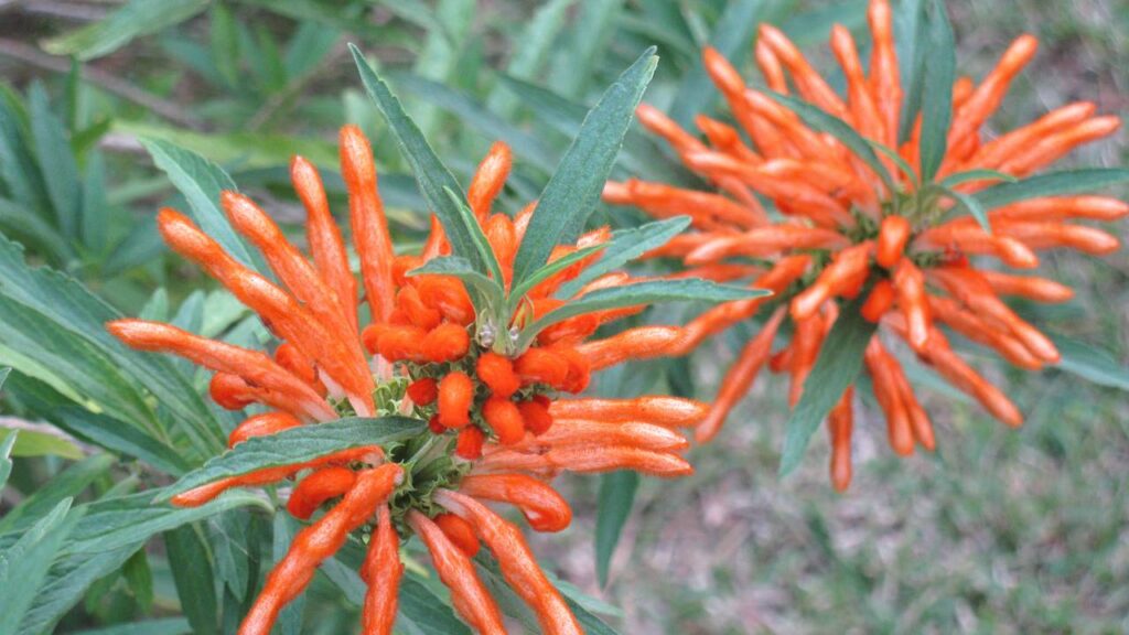 A planta perfeita para quem quer cor, sombra e pouco trabalho