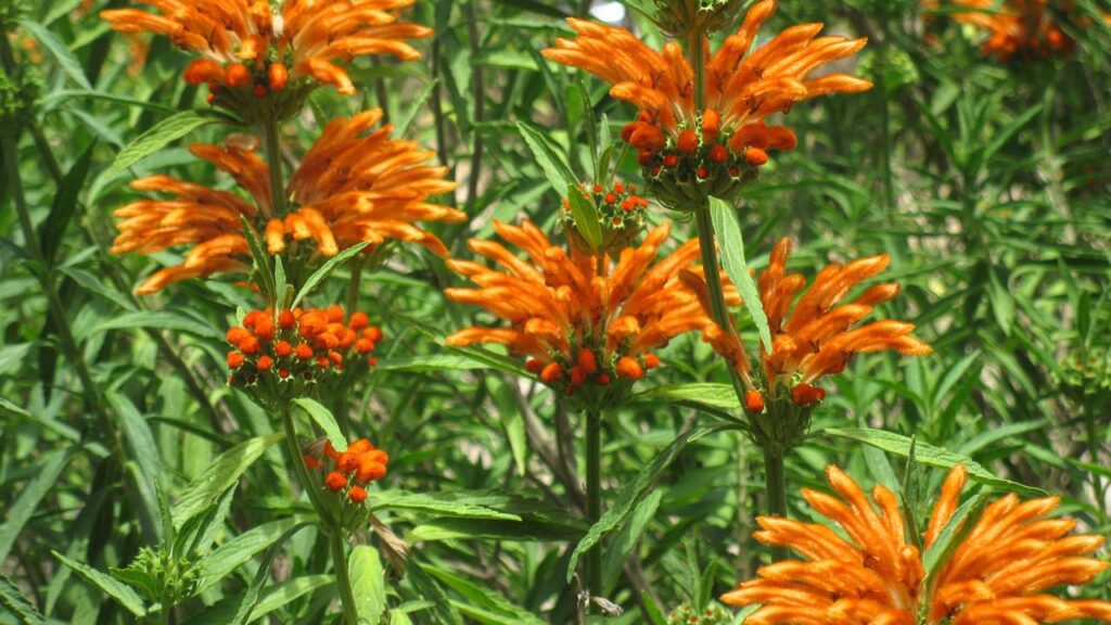 A planta perfeita para quem quer cor, sombra e pouco trabalho