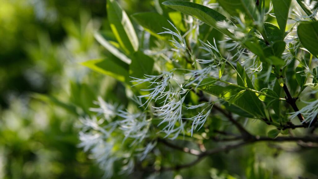 Essa árvore transformou o cheiro da minha casa e o resultado é surpreendente