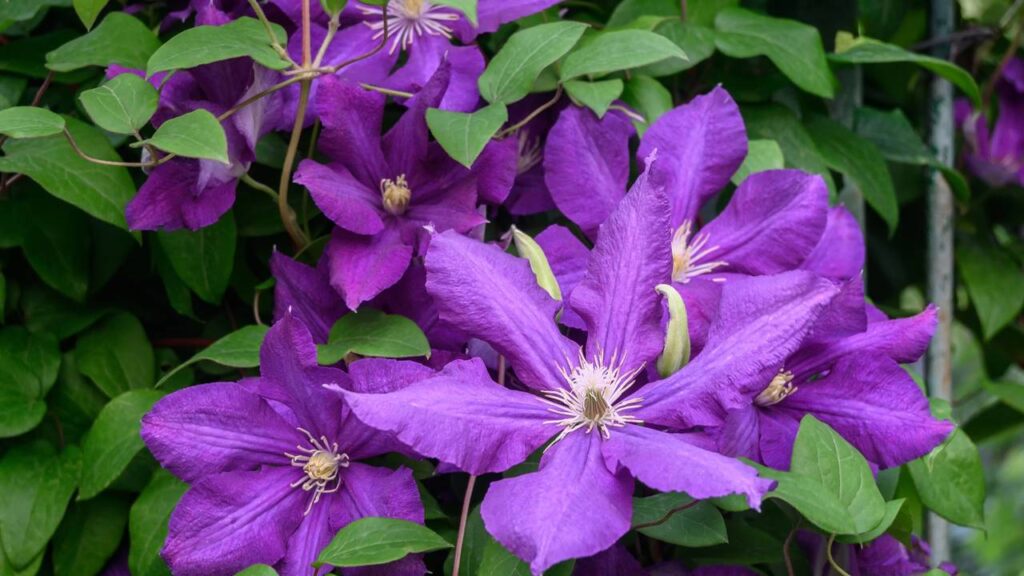 As melhores plantas trepadeiras para transformar seu jardim com elegância