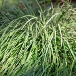 Os 3 motivos para usar citronela no seu jardim hoje