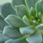 3 plantas raras que resistem ao sol forte e são perfeitas para o verão