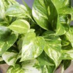 Essas plantinhas transformaram meu banheiro num refúgio de paz