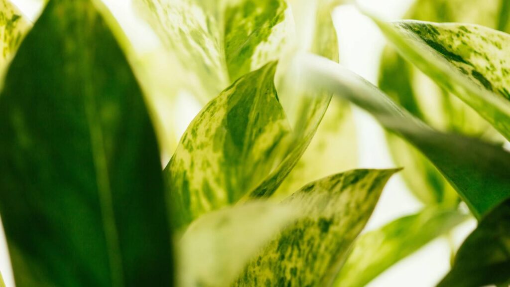 Essas plantinhas transformaram meu banheiro num refúgio de paz