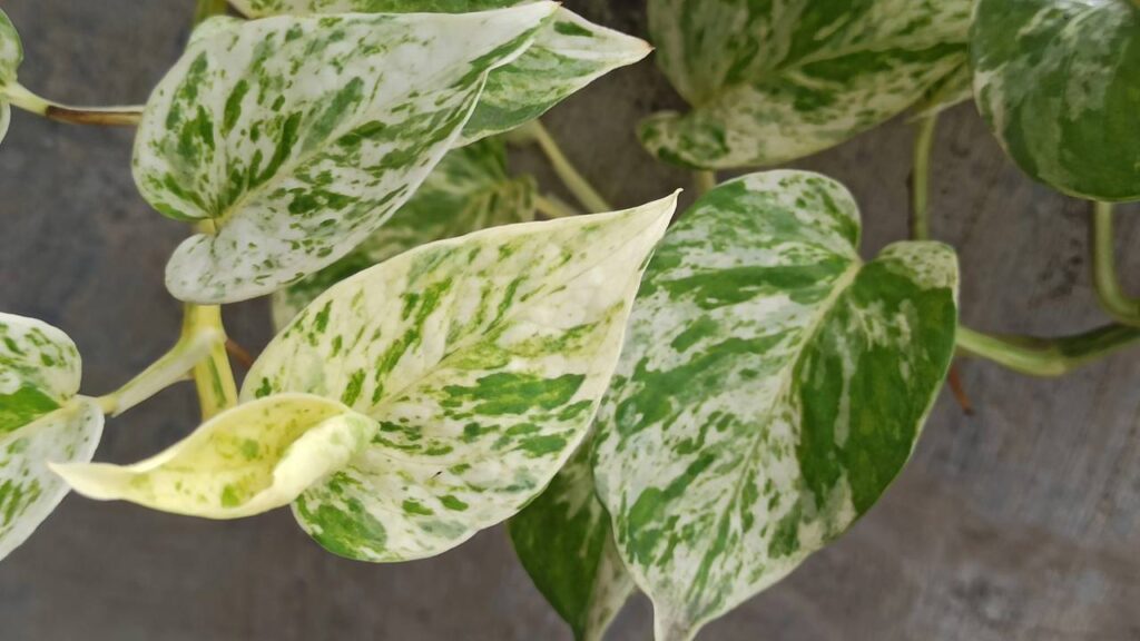 Essas plantinhas transformaram meu banheiro num refúgio de paz
