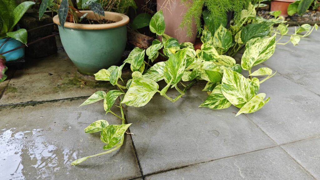 A jiboia está dominando os lares e a decoração com um truque natural, veja como plantar a sua