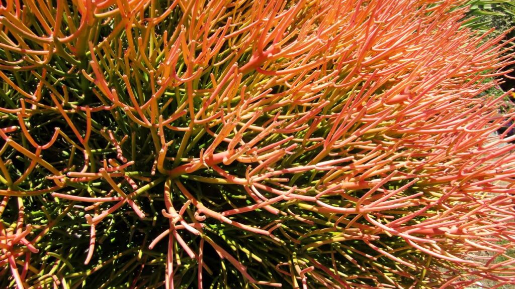 3 plantas raras que resistem ao sol forte e são perfeitas para o verão