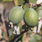 Conheça os incríveis benefícios dessa fruta latina que pode ser cultivada no seu quintal / Créditos: depositphotos.com / pstedrak