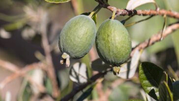 Conheça os incríveis benefícios dessa fruta latina que pode ser cultivada no seu quintal / Créditos: depositphotos.com / pstedrak