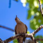 Essa prática simples pode transformar seu quintal e atrair joãos-de-barro