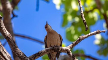 Essa prática simples pode transformar seu quintal e atrair joãos-de-barro
