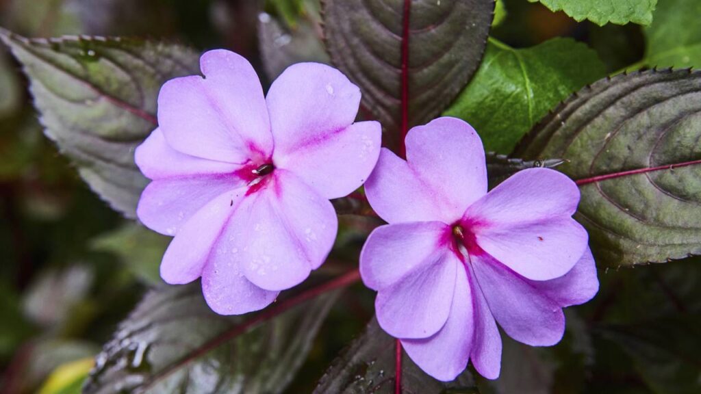 Estas plantas aumentam os mosquitos no jardim e quase ninguém sabe