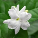 Transforme muros e pérgolas com a floração intensa desta planta