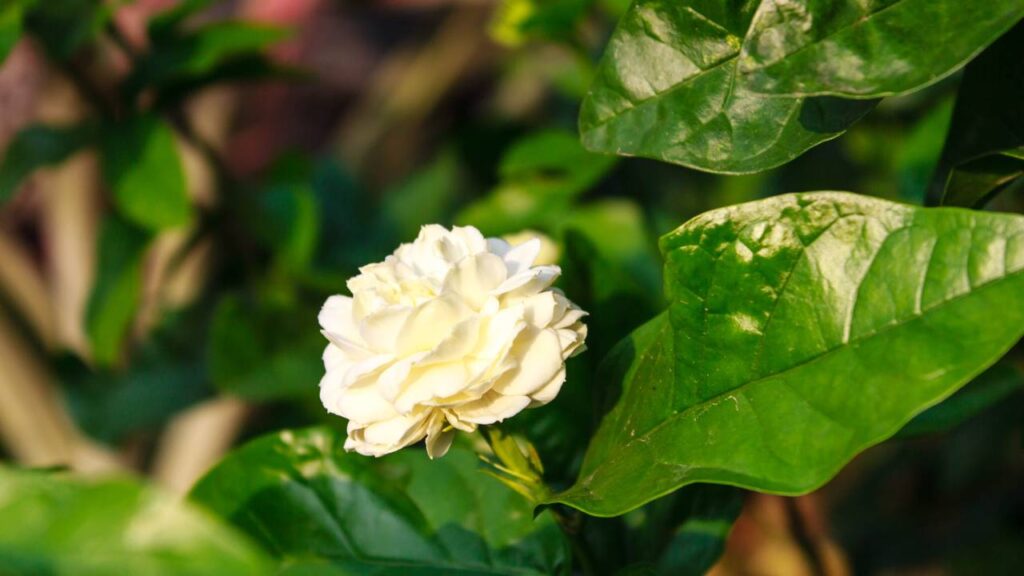 Transforme muros e pérgolas com a floração intensa desta planta