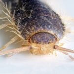 A melhor forma natural de eliminar traças da sua casa em poucos dias