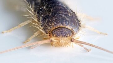 A melhor forma natural de eliminar traças da sua casa em poucos dias