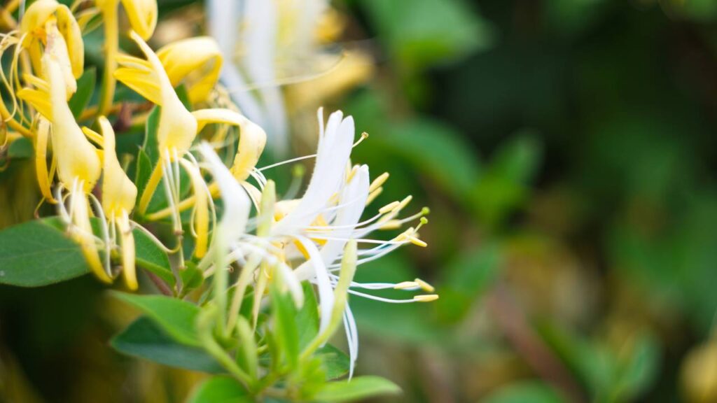 As melhores plantas trepadeiras para transformar seu jardim com elegância